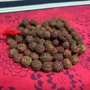 Five Mukhi Rudraksh